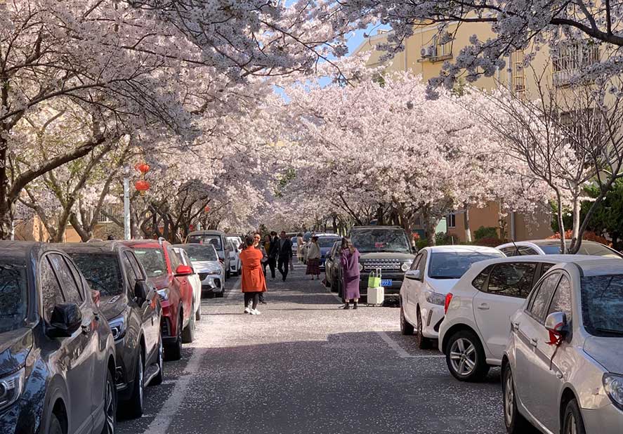 Haozhifeng Machinery ordinat in Spring Outing ad fruantur cerasus flores